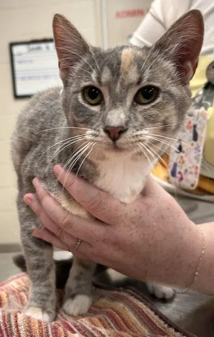 A baby small-sized female Domestic Short Hair cat named Luna Renee for adoption in Fishers, IN