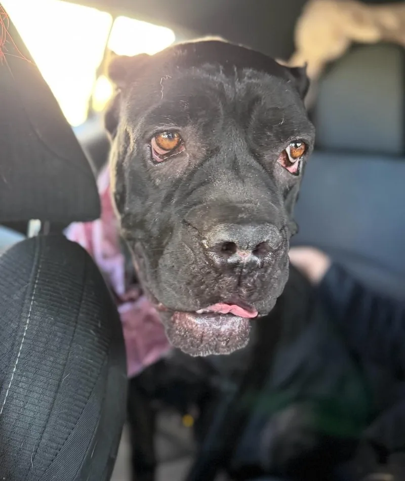 A young large-sized female Black Cane Corso dog named Dahlia for adoption in Frazier Park, CA
