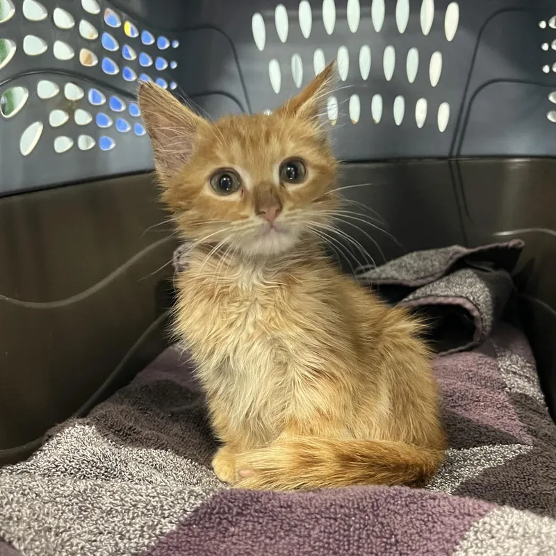 A baby small-sized male Domestic Medium Hair cat named Harvest for adoption in Greensboro, NC