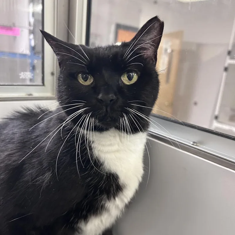 An adult large-sized female Black Domestic Short Hair cat named Midnight Rose for adoption in Philadelphia, PA