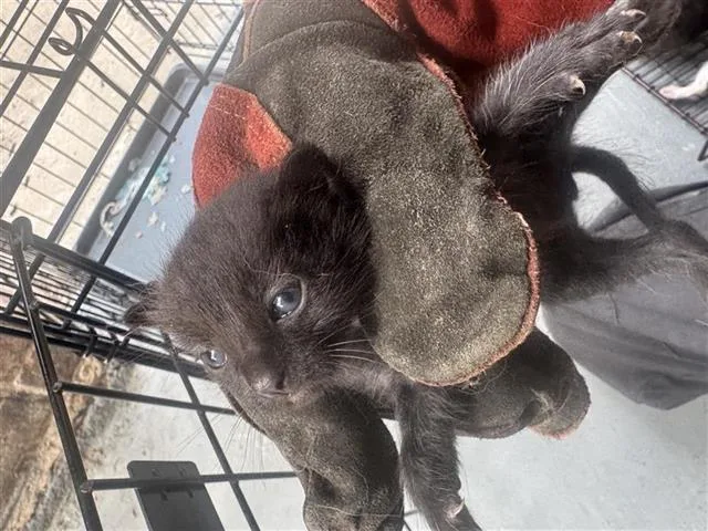 A baby small-sized male Domestic Short Hair cat named Pesto for adoption in Houston, TX