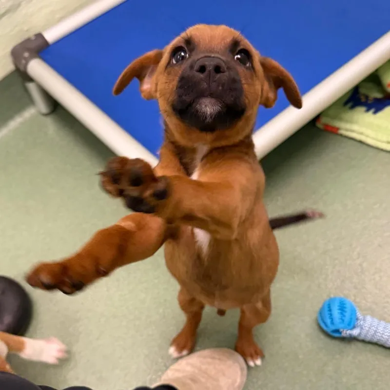 A baby medium-sized male Boxer dog named Roll for adoption in West Palm Beach, FL