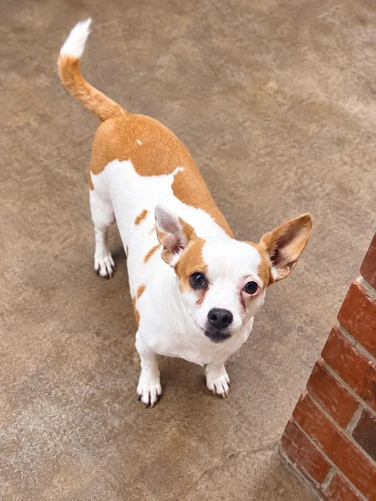 An adult medium-sized female Chihuahua dog named Ophelia for adoption in Salt Lake City, UT