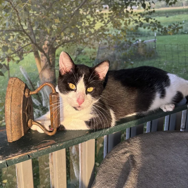 A young medium-sized male Black & White / Tuxedo Domestic Short Hair cat named Koa for adoption in Lone rock, WI