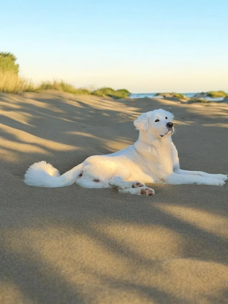 Ricardo P thumbnail 3