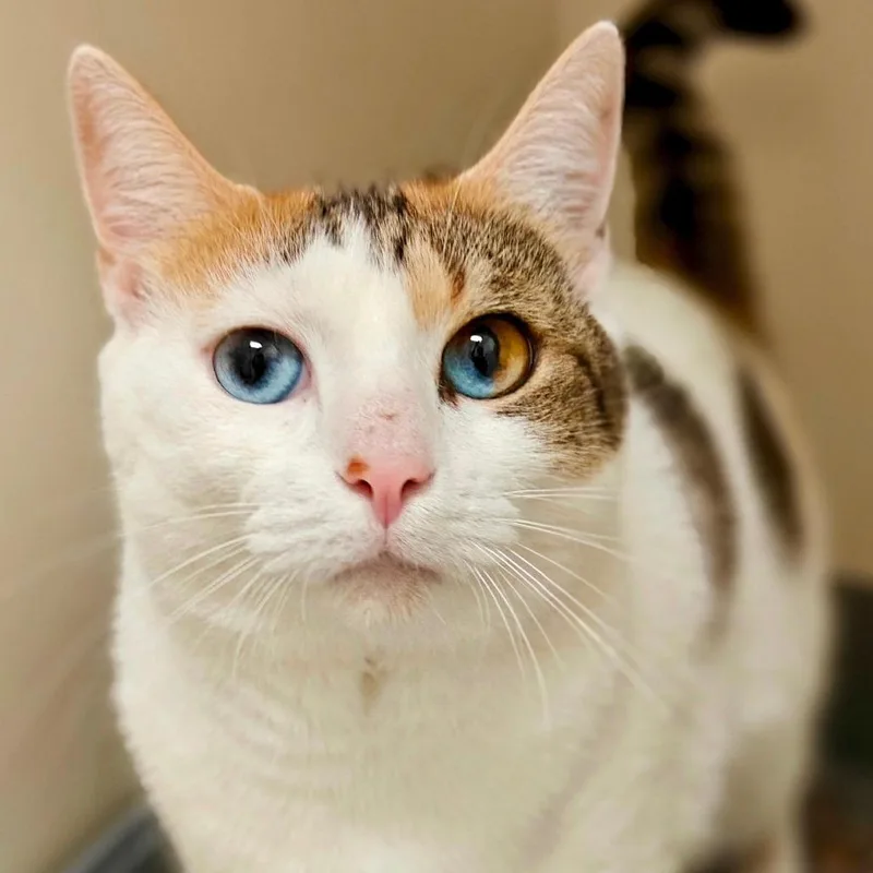 An adult large-sized female Domestic Short Hair cat named Gemini for adoption in Cumming, GA
