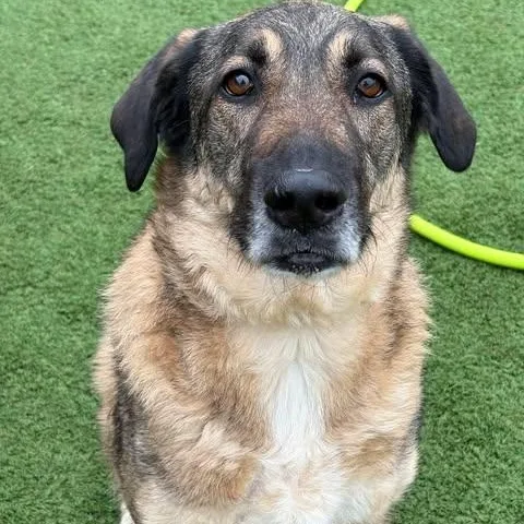 An adult large-sized male German Shepherd Dog dog named Loki for adoption in Center Point, TX
