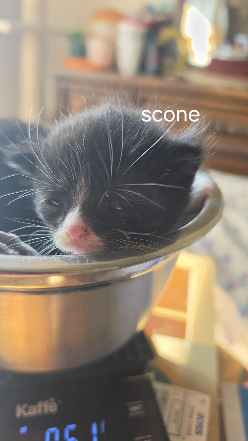 Scone
