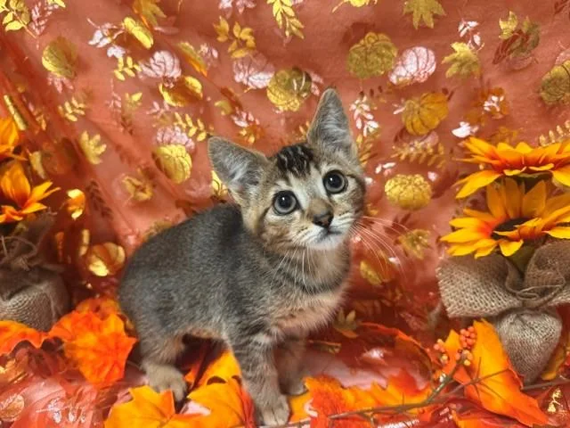 A baby small-sized female Domestic Short Hair cat named Velma for adoption in Fairfield, CA