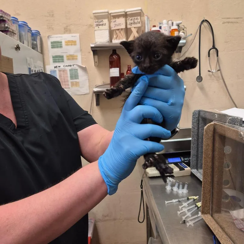 A baby small-sized male Black Domestic Short Hair cat named Van for adoption in Birmingham, AL