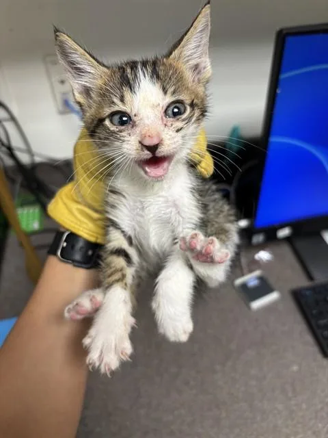 A baby medium-sized male Domestic Short Hair cat named Jalapeno A for adoption in Plano, TX