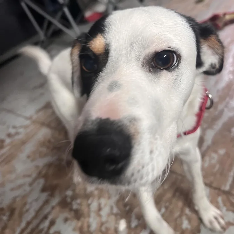 A young medium-sized male White / Cream Terrier dog named Marco for adoption in Kyle, TX