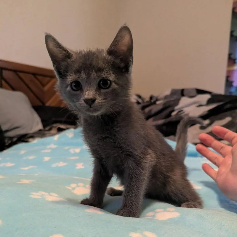A baby small-sized male Domestic Short Hair cat named George for adoption in Portland, TX