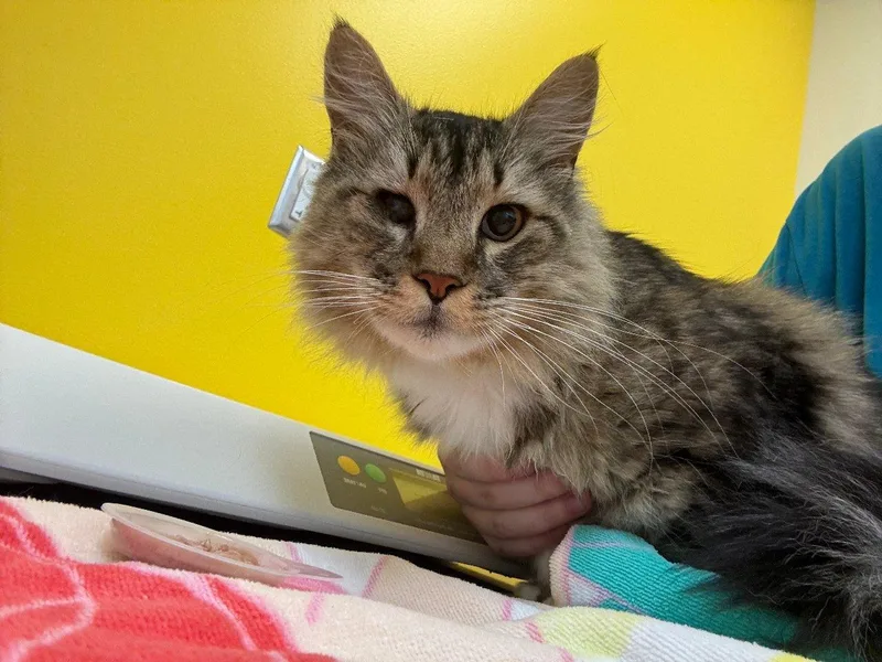 A senior medium-sized male Tabby (Brown / Chocolate) Domestic Short Hair cat named Knight for adoption in Raleigh, NC