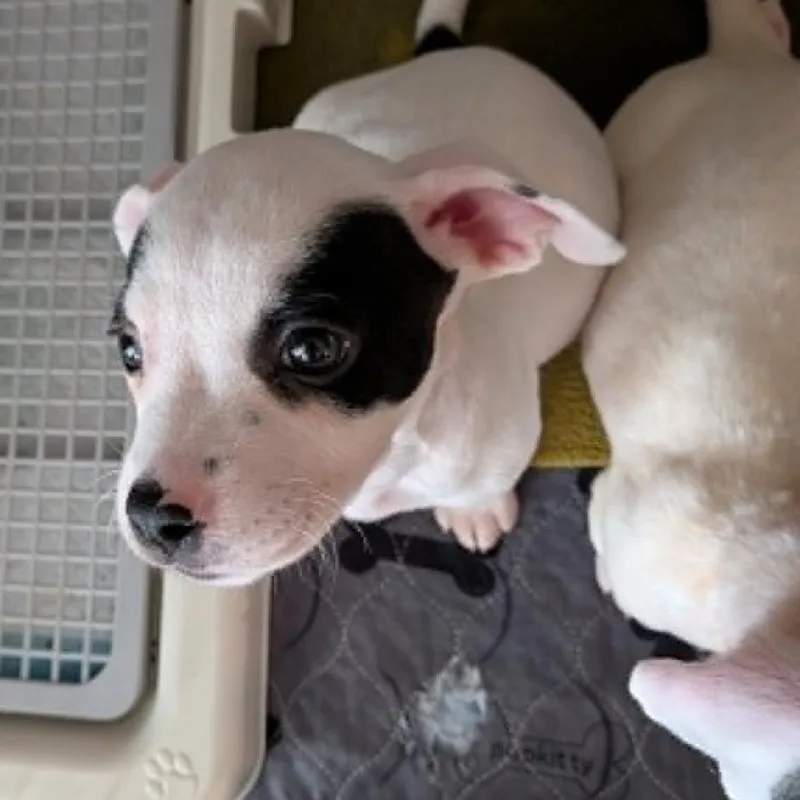 A baby small-sized female White / Cream Chihuahua dog named Michelle for adoption in Seminole, FL