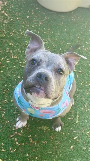 An adult medium-sized female Pit Bull Terrier dog named Ventura for adoption in Lancaster, CA