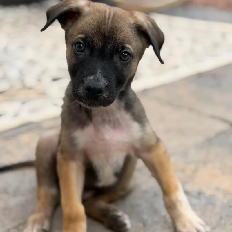 A baby small-sized male German Shepherd Dog dog named Vincent for adoption in Las Vegas, NV