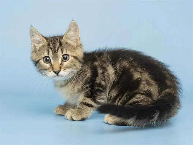 A baby small-sized male Domestic Short Hair cat named Willie for adoption in Phoenix, AZ