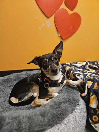 An adult small-sized male Chihuahua dog named Felix for adoption in Bellingham, WA