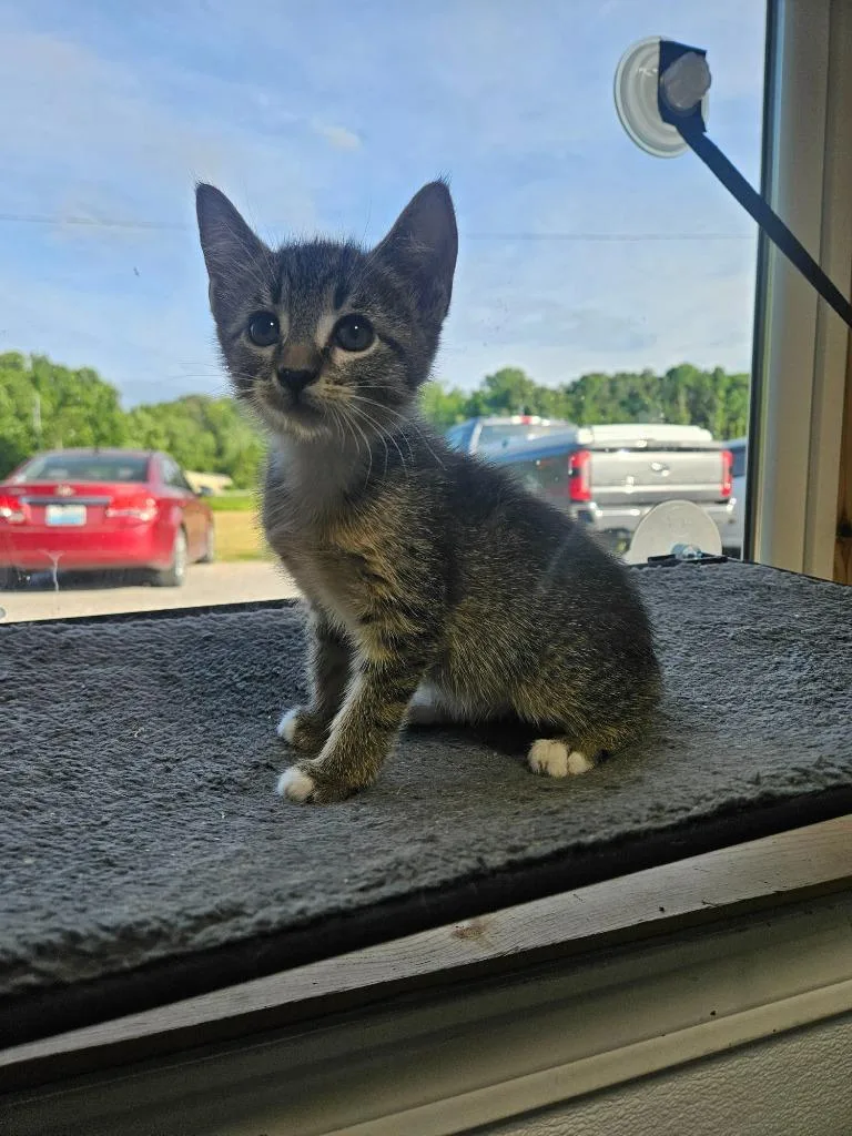 A baby medium-sized female Domestic Short Hair cat named Hazelnut for adoption in Morgantown, KY