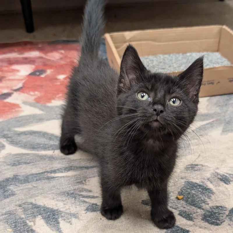 A baby small-sized female Black Domestic Short Hair cat named Sparkle Smash for adoption in Birdsboro, PA