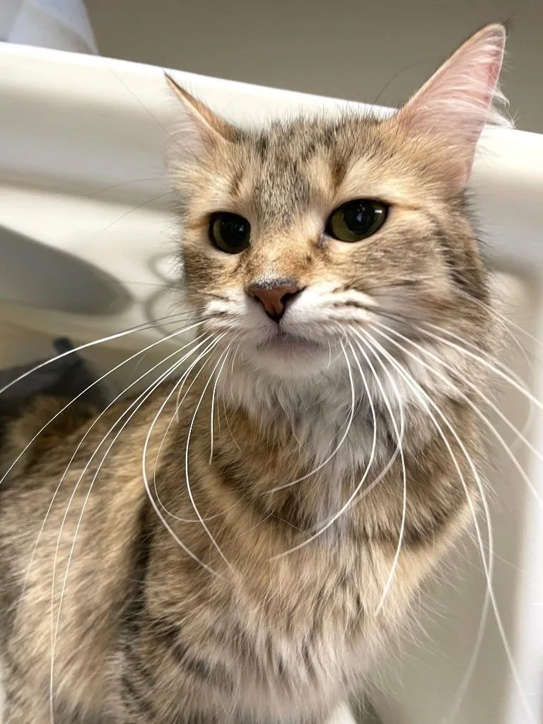 A young small-sized female Domestic Short Hair cat named Whiskers for adoption in Spooner, WI