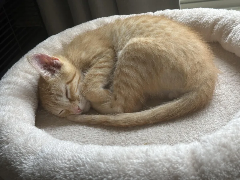 A baby medium-sized male Orange / Red Domestic Short Hair cat named Kirk for adoption in Oklahoma City, OK