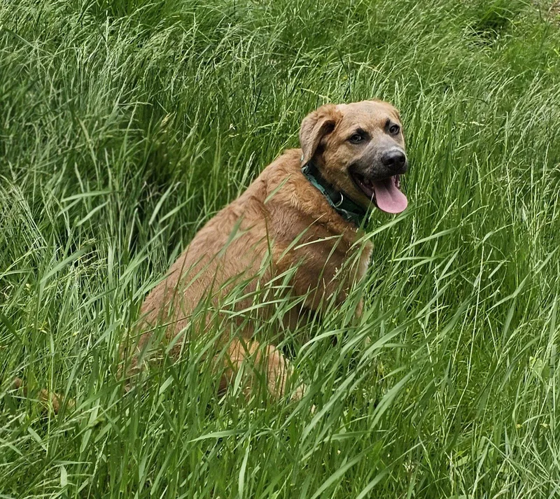 A baby large-sized male Labrador Retriever dog named Dave for adoption in Croydon, NH
