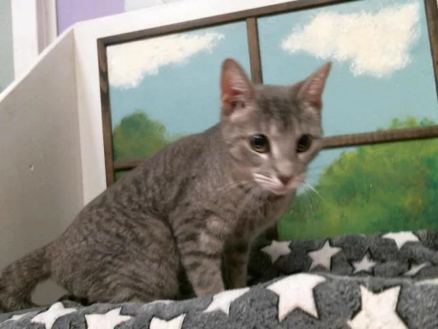 A young large-sized female Domestic Short Hair cat named Camille for adoption in Houston, TX