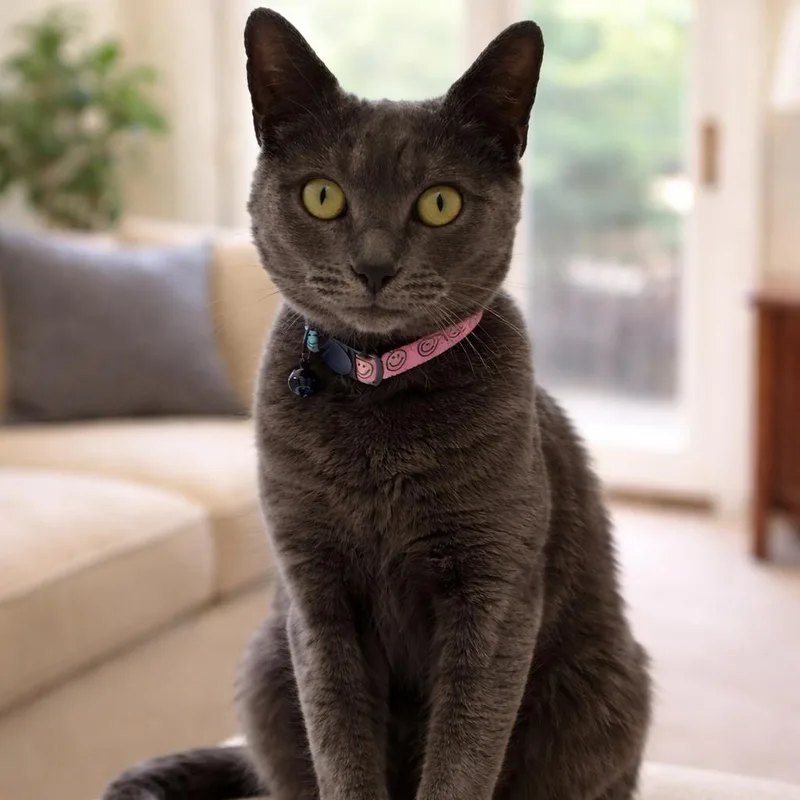 A young medium-sized female Gray / Blue / Silver Domestic Short Hair cat named Nona for adoption in Blairsville, GA