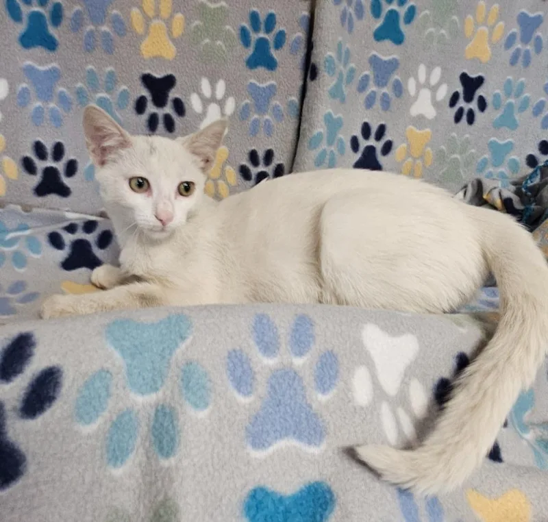 A baby medium-sized male Domestic Short Hair cat named Sam for adoption in Wabash, IN