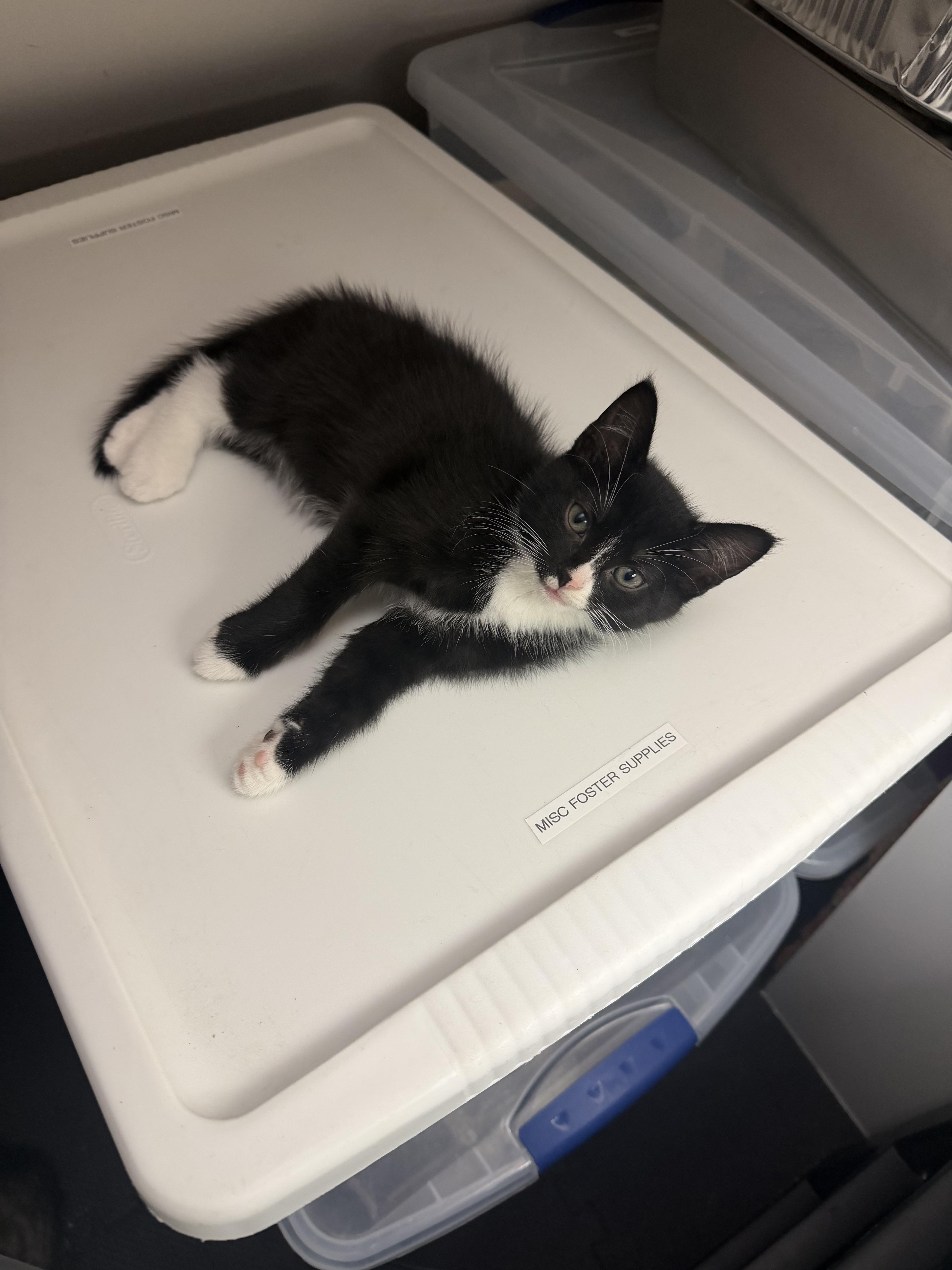 A baby medium-sized female Black & White / Tuxedo Tuxedo cat named Twyla for adoption in Columbus, OH