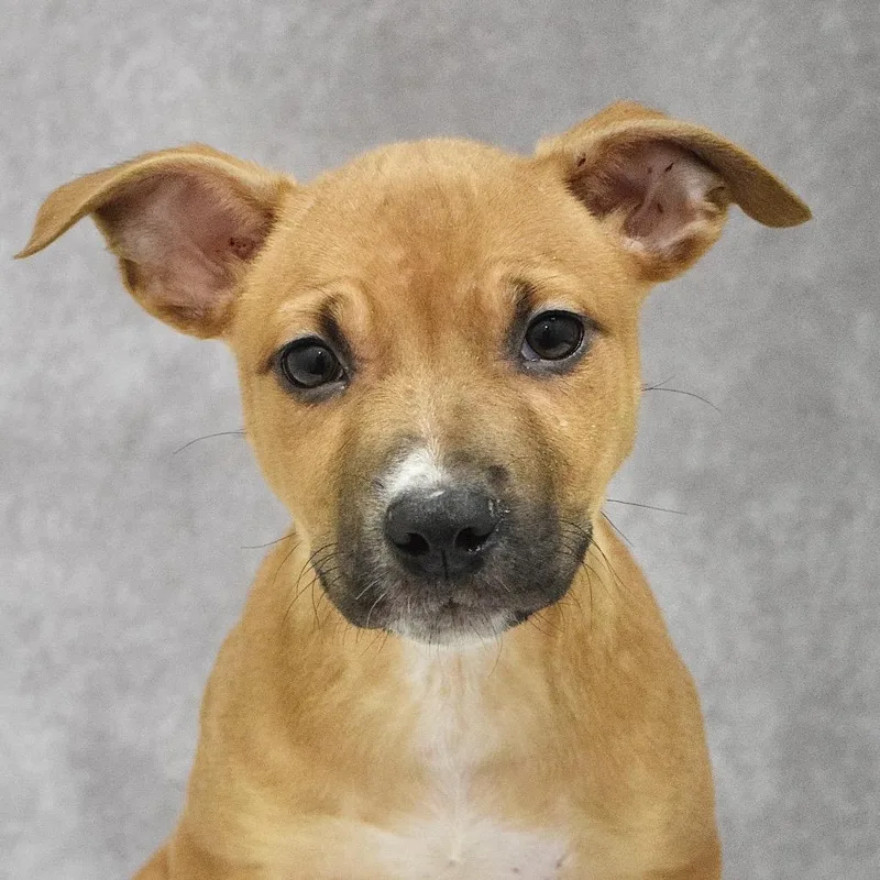 A baby small-sized male Brown / Chocolate Pit Bull Terrier dog named Alvin Ecas for adoption in Pleasanton, CA