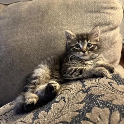 A baby small-sized female Brown / Chocolate Domestic Medium Hair cat named Peaches for adoption in Asheville, NC