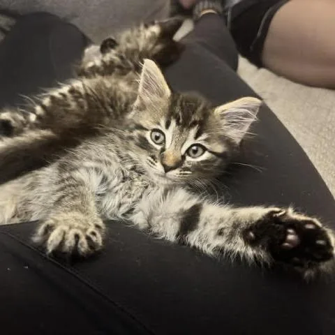 Peaches thumbnail 4