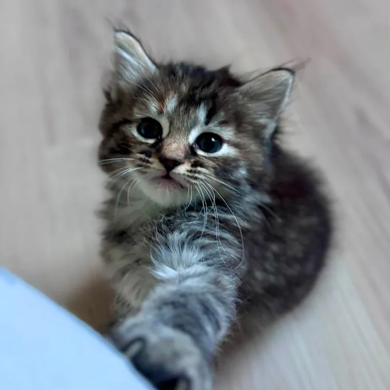 Peaches thumbnail 5