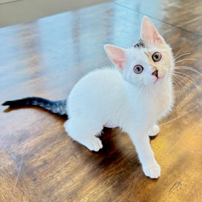 A baby medium-sized male White Domestic Short Hair cat named White Mountain for adoption in Richmond, VA