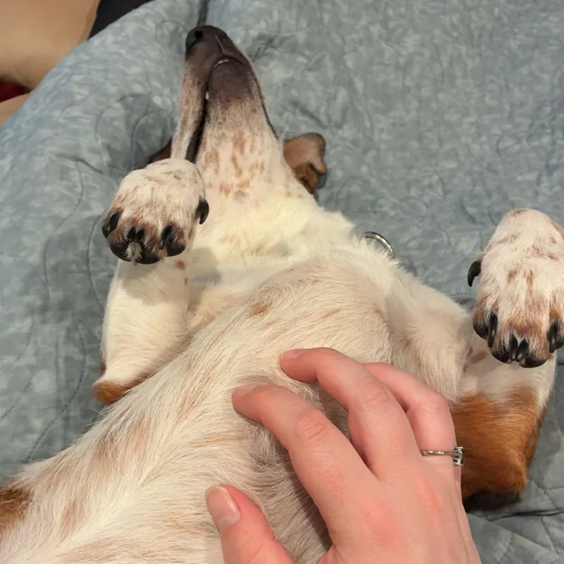 A young medium-sized male Jack Russell Terrier dog named Max for adoption in Alma, MI