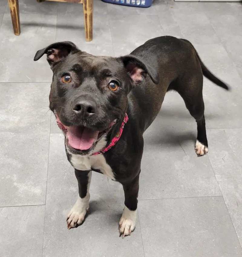 A young medium-sized female Black Pit Bull Terrier dog named Envy for adoption in Lisbon, OH