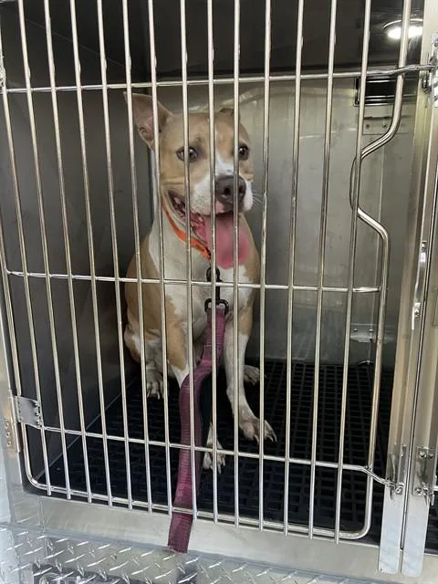 An adult large-sized female Mixed Breed dog named Gracie for adoption in Dallas, TX