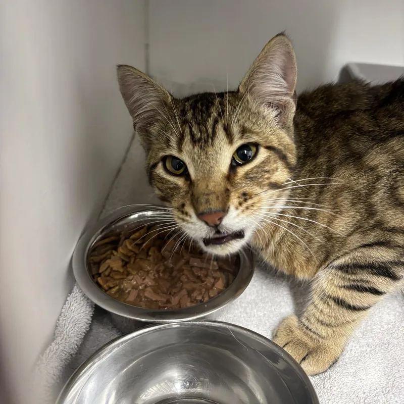 A young medium-sized male Brown / Chocolate Domestic Short Hair cat named Double O Seven for adoption in Weimar, CA