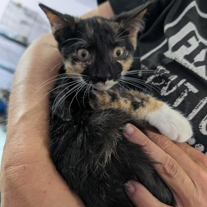 A baby small-sized female Calico Domestic Short Hair cat named Olive for adoption in West Plains, MO