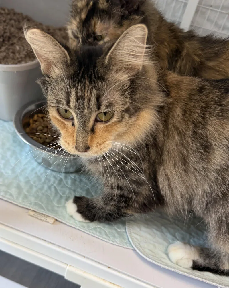 A young medium-sized female Domestic Short Hair cat named Lotus Mc for adoption in Satellite Beach, FL