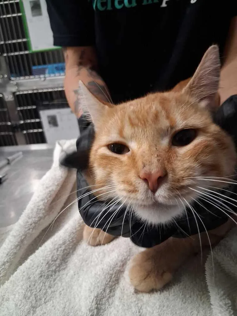 An adult large-sized male Orange / Red Domestic Short Hair cat named Digit for adoption in Cincinnati, OH
