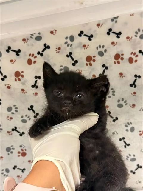 A baby small-sized female Domestic Short Hair cat named Jollene for adoption in Riverside, CA