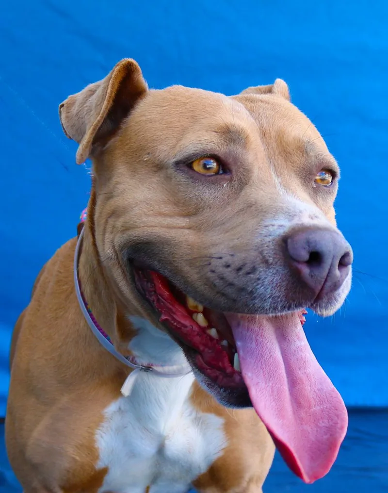 A young medium-sized female Pit Bull Terrier dog named Taki for adoption in Pasadena, CA