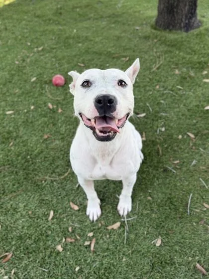An adult medium-sized female American Bulldog dog named Snow for adoption in Daytona Beach, FL