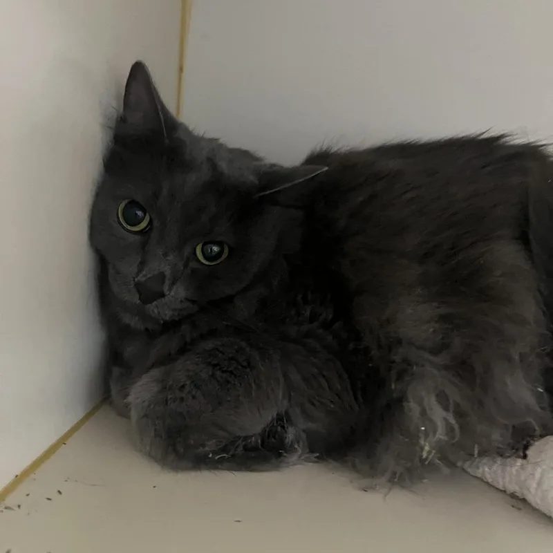 An adult large-sized female Domestic Long Hair cat named Wolfie for adoption in Idaho Falls, ID