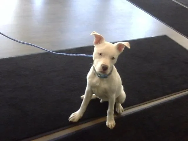 A baby small-sized male Pit Bull Terrier dog named Burner for adoption in Toledo, OH