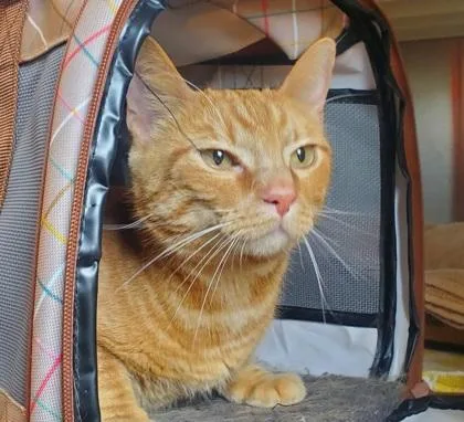An adult large-sized female Domestic Short Hair cat named Alice for adoption in Kansas City, MO